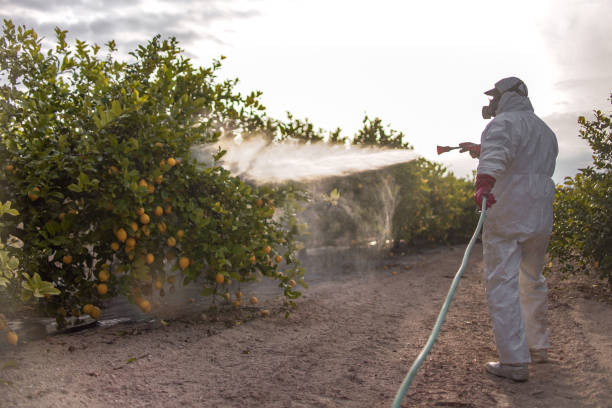 Best Local Pest Control Services  in Shepherdsville, KY