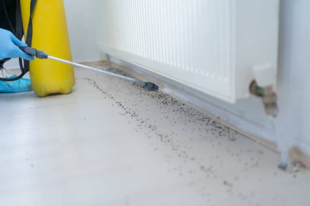 Best Best Pest Control Near Me  in Shepherdsville, KY
